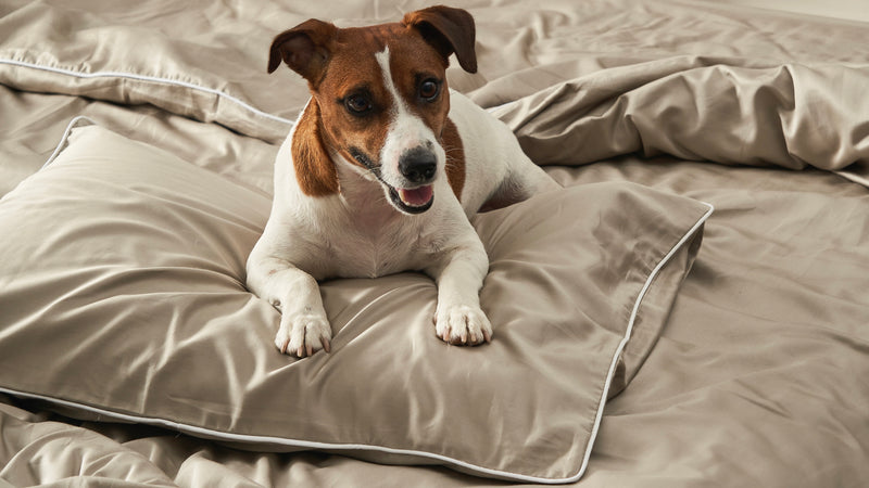 Piping Luxe Pillowcases | 600 Thread Count