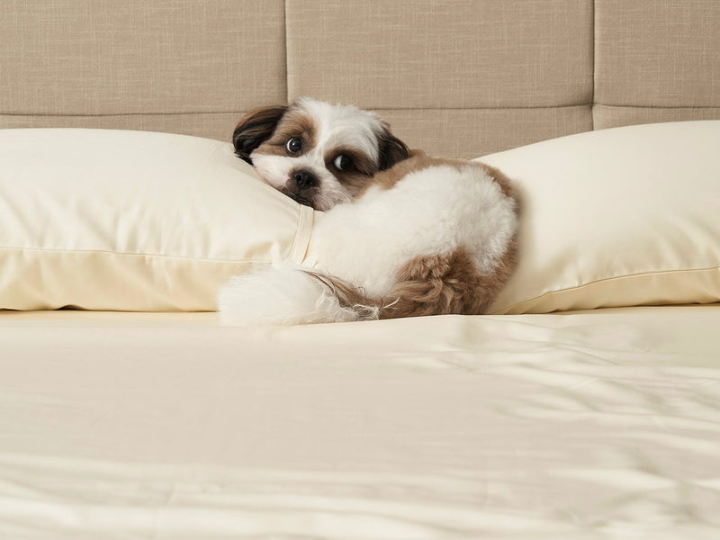 Piping Luxe Pillowcases | 600 Thread Count