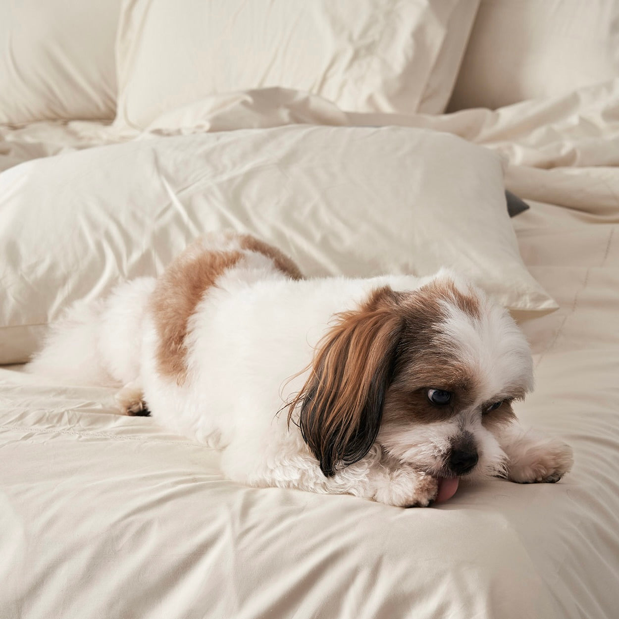 Clearance Luxe Sheet Set | 600 Thread Count