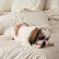 Clearance Luxe Sheet Set | 600 Thread Count